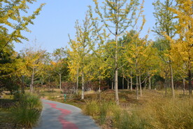 莲花池风景  