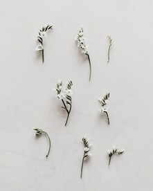 鲜花 