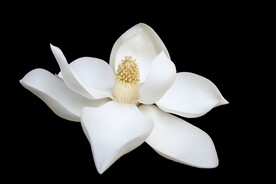 花朵特写