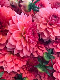 鲜花
