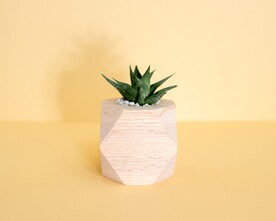 盆栽