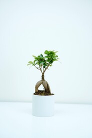 榕树
