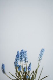 薰衣草