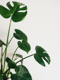 龟背竹