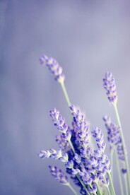 薰衣草