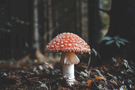 蘑菇
