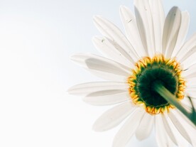 鲜花