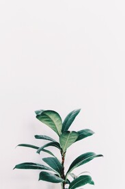 绿植