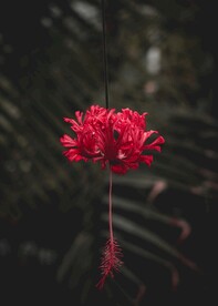 红色鲜花