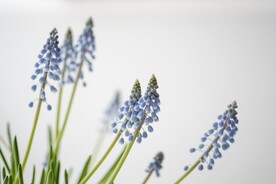 紫色花草
