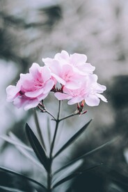 兰花