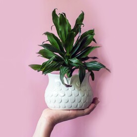 绿植盆栽