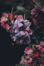 鲜花摄影