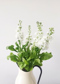 花草