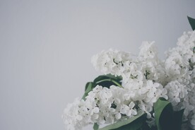 白色鲜花