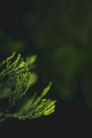 树枝
