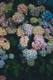 绣球花