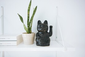 虎皮兰