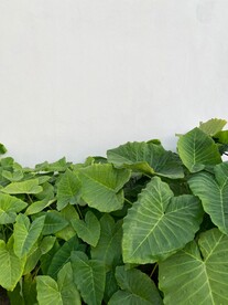 绿叶