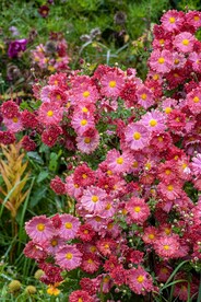 鲜花