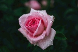 月季花