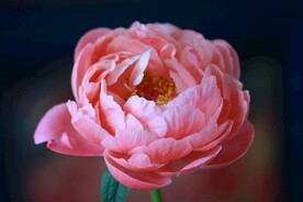 鲜花特写