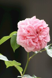 鲜花