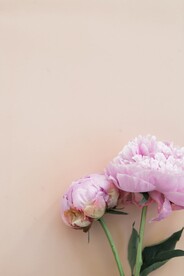 粉色的花