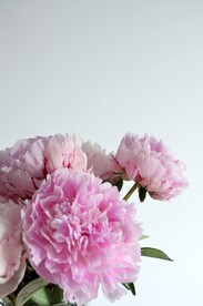 粉色鲜花