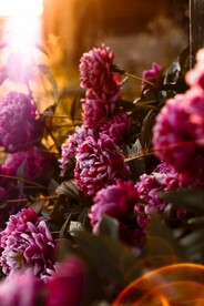 紫色花