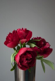 红色鲜花
