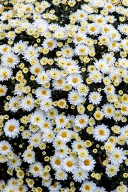 白色菊花