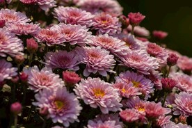 粉色菊花