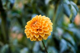 乒乓菊