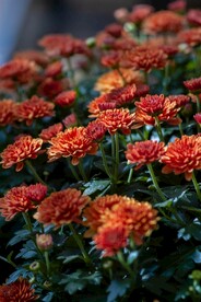 菊花