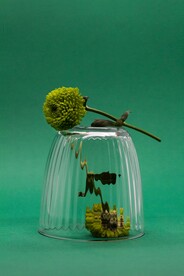 绿色菊花