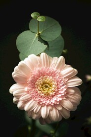 粉色的花