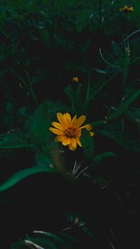 黄色花