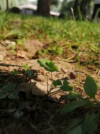 小草