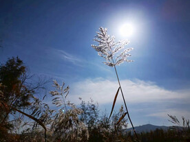 野芒 芒草
