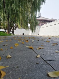 垂柳