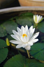 白色荷花