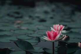 荷花