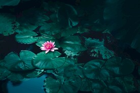 荷花