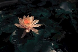荷花