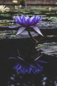 紫色荷花