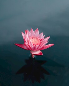 出水芙蓉