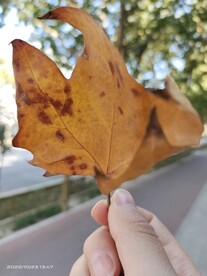 枫叶