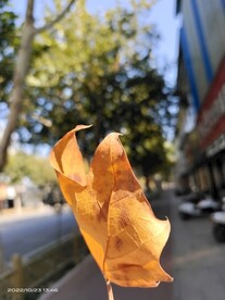 枫叶