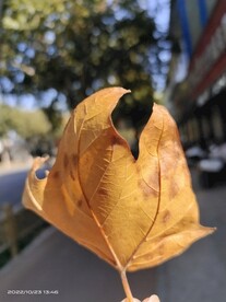 枫叶